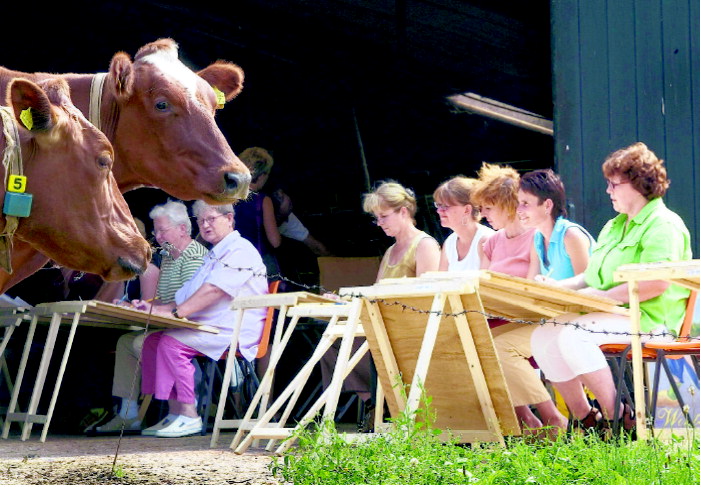 Koeien schilderen in Winterswijk Woold, foto Theo Kock